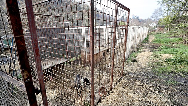 V klecích má chovatel v Brně zhruba třicítku psů. Na chov si stěžují sousedé z okolí.