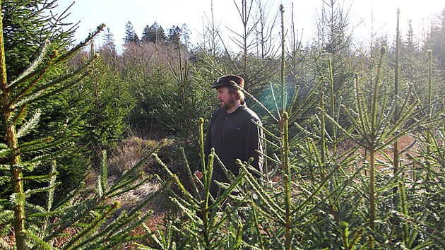 Hajný Jan Holcman, který má na starosti lesní úsek Borky poblíž Vojnova Městce na Žďársku, kontroluje stromky, které dříve či později přispějí k pravé vánoční atmosféře v domácnostech.