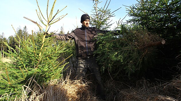 Pracovník pro pěstební činnost Tomáš Stejskal kontroluje v lesích na Žďársku stromky, které dříve či později přispějí k pravé vánoční atmosféře v domácnostech.