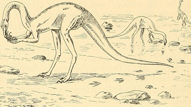 Zástupci skupiny Ornithomimidae byli jedněmi z prvních neptačích dinosaurů, u nichž paleontologové již na počátku 20. století začali předpokládat štíhlé a poněkud „elegantnější“ tělesné proporce. Přesto je stále většinou považovali za neobvykle adaptované studenokrevné plazy.  Zde ilustrace Samuela F. Hildebranda z roku 1930.