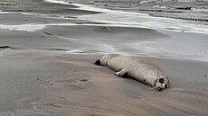 Těla mrtvých tuleňů na břehu Kaspického moře u ruské Machačkaly (4. prosince...