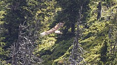 Orel skalní v Jeseníkách