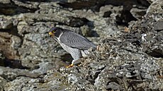 Sokol st�hovavý v Jeseníkách