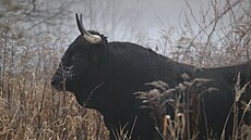 Tn pomohou v Krnov zpomalit odtok vody z krajiny. Jsou prvním opatením na základ odborné studie vytvoené kvli adaptaci tamní krajiny na sucho. (ilustraní foto)
