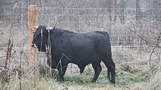 Dvojice pratur se zabydlela v krnovské Chomýi, kde budou na loukách bývalé...