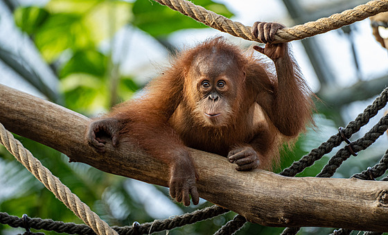 Orangutaní sameek Kawi