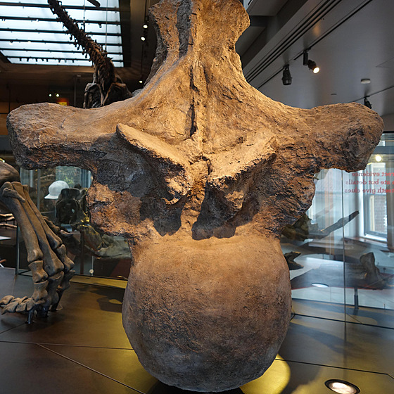 Ohromný obratel titanosaurního sauropoda druhu Argentinosaurus huinculensis