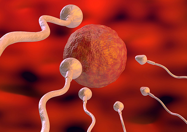 Muži mají méně spermií, varuje studie. Za 45 let klesla hustota o polovinu