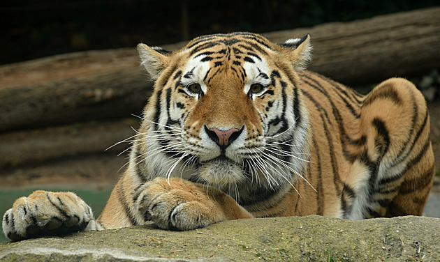 Tygr ussurijský v Zoo Olomouc