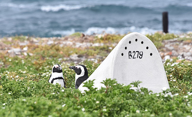Ohrožení tučňáci v Africe dostali vlastní iglú, ochrání je před horkem