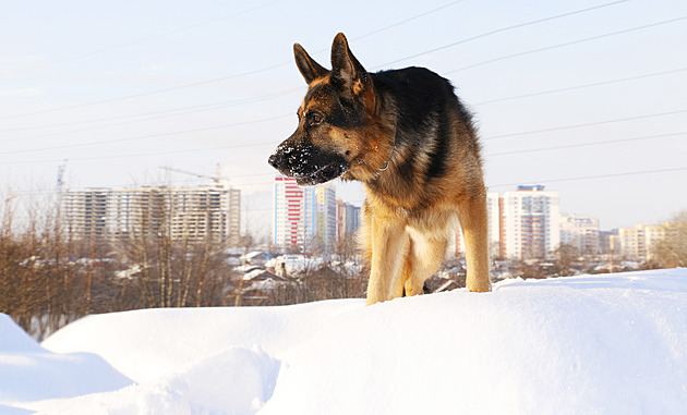 Skrýš za falešnou zdí. Zloděje dopadl policejní pes a zvláštní stopy ve sněhu