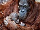 Orangutan� same�ek Kawi