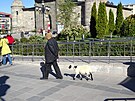 Místní obyvatel Erzurumu si vyel na procházku s ovekou, která za ním poslun...