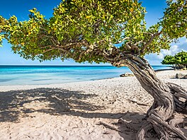 Tropický ráj, ostrov Aruba, je oficiáln jednou z konstituních zemí...