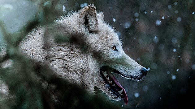 Vlk arktick v Zoo Brno. (14. prosince 2022)