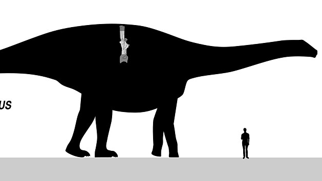 Jedním z nejhmotnějších sauropodů, a tím i suchozemských živočichů vůbec, mohl být severoamerický rebbachisaurid druhu Maraapunisaurus fragillimus, který byl prvních 140 let od svého objevu znám pod vědeckým jménem Amphicoelias fragillimus. I když původní odhady délky, které činily až kolem 60 metrů, již nyní nejsou uznávány, odhady hmotnosti tohoto pozdně jurského giganta z Colorada stále dosahují až ke 120 tisíc kilogramů. Kolosální hrudní obratel, na jehož základě byl tento sauropod v roce 1878 formálně popsán, již bohužel neexistuje.