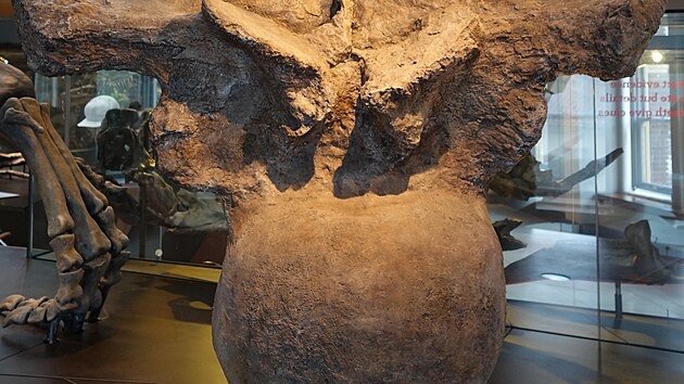 Ohromn obratel titanosaurnho sauropoda druhu Argentinosaurus huinculensis, od roku 1993 stle nejvtho znmho dinosaura. Tato kost je vysok 159 cm a irok 129 cm, ka tla obratle inila a 57 cm. Obratel nleel k ptei ivoicha, jeho hmotnost pravdpodobn dosahovala 80 a 100 metrickch tun. Snmek anteriorn sti hrudnho obratle z expozice Natural History Museum of Los Angeles County.
