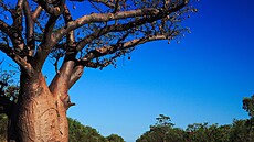 Kimberley se �íká zem� baobab�, jsou tu na ka�dém kroku.