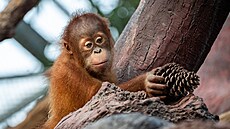 Orangutaní sameek Kawi