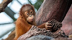 Orangutaní same�ek Kawi