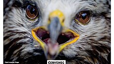 Na výstavbu voliér m��e ve�ejnost p�isp�t i koupí historicky prvního nást�nného...