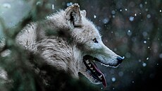 Vlk arktický v Zoo Brno. (14. prosince 2022)