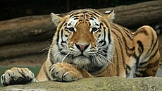 Tygr ussurijský v Zoo Olomouc