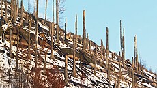 Ohořelé kmeny stromů po ničivém požáru v kontrastu s bílým sněhem