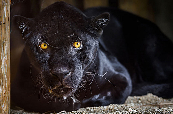 Samec jaguára amerického Danny náhle uhynul ve zlínské zoo 26. prosince 2022.