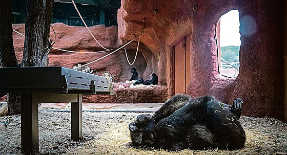 Klid a pohodlí: Gorilí rodina praské zoo nala v novém pavilonu mimoádné...