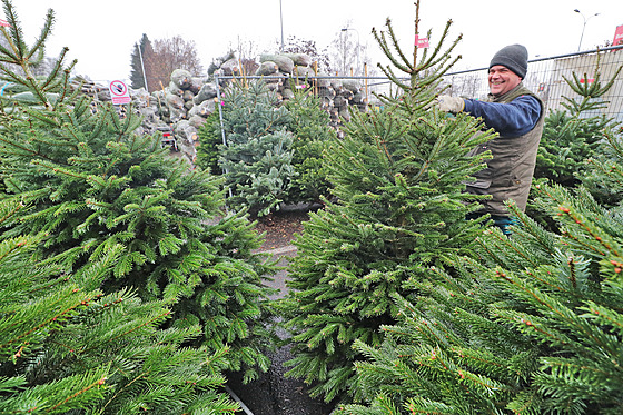 Prodej vánoních stromk na parkoviti u karlovarského OC Varyáda. (29....