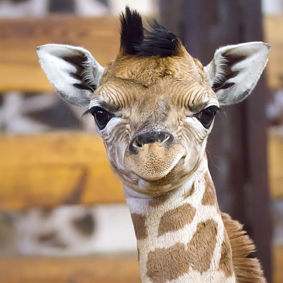 Ve dvorské zoo se narodilo mládě žirafy, návštěvníci jej uvidí na jaře -  iDNES.cz