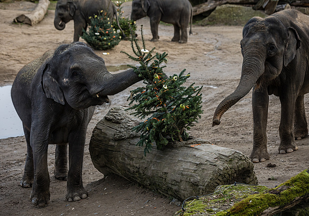Zvířata si v pražské zoo pochutnávají na neprodaných vánočních stromcích