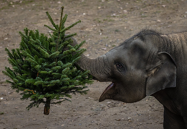 Kam o svátcích za zábavou, na procházku či výlet? Zdarma do zoo i muzeí