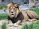 Samec lva berbersk�ho �imon zem�el v olomouck� zoo ve v�ku sedmn�ct let. Do...
