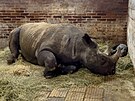 Samice nosoroce ernho Molly koj mld