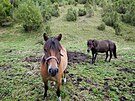 V Beskydech se na pastvinch, kter je poteba pro motly zlepit, zapojili i...