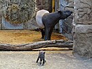 Sameek tapíra abrakového piel na svt 29. prosince 2022.