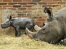 Mld nosoroce ernho s matkou Molly (20. prosince 2022)
