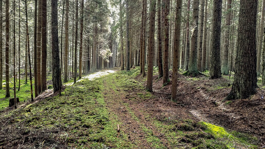 Jezerní sla� u horské Kvildy