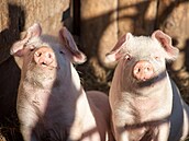 Ilustra�ní snímek