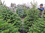 Prodej váno�ních stromk� na parkovi�ti u karlovarského OC Varyáda. (29....