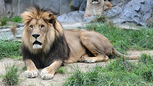 Samec lva berberskho imon zemel v olomouck zoo ve vku sedmnct let. Do zahrady se vrtila jeho kostra, kter bude slouit k vchov a vzdlvn.