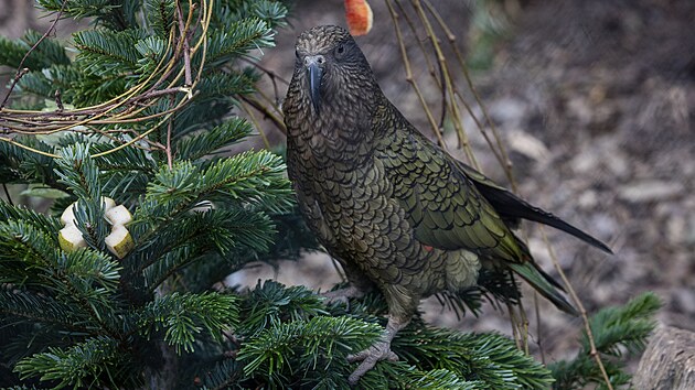 Pedvn neprodanch vnonch stromk zvatm v Zoologick zahrad Praha. Na snmku papouek nestor kea. (29. prosince 2022)
