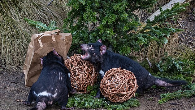 Pedvn neprodanch vnonch stromk zvatm v Zoologick zahrad Praha. Na snmku bel medvdovit. (29. prosince 2022)