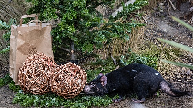 Pedvn neprodanch vnonch stromk zvatm v Zoologick zahrad Praha. Na snmku bel medvdovit. (29. prosince 2022)