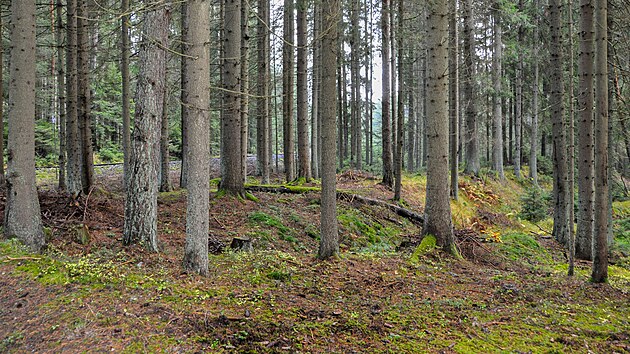 Hned za odbokou od trat VimperkVolary vedla spojka po vysokm nspu. GPS: 48.8925028N, 13.8654411E