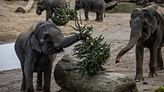 Pedávání neprodaných vánoních stromk zvíatm v Zoologické zahrad Praha. Na...