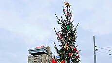 Letos je jet malý. ivý vánoní strom ale bude slouit Kohoutovicím mnoho let.