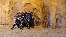 Sameek tapíra abrakového piel na svt 29. prosince 2022.
